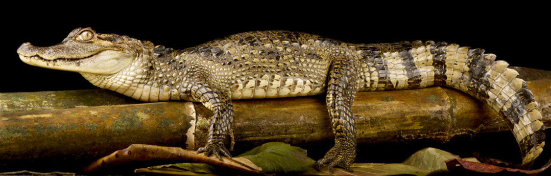 Spectacled caiman (Caiman crocodilus)
