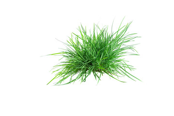 Isolated green grass on a white background