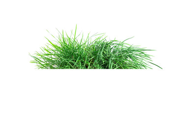 Isolated green grass on a white background