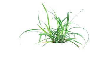 Green Grass Border isolated on white background.The collection of grass.(Manila Grass)The grass is native to Thailand is very popular in the front yard.