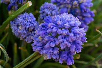 Muscari armeniacum ornamental spring flowers in bloom, armenian grape hyacinth, blooming blue garden plants and green leaves
