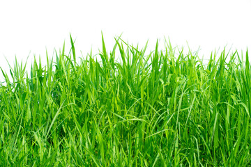 Isolated green grass on a white background