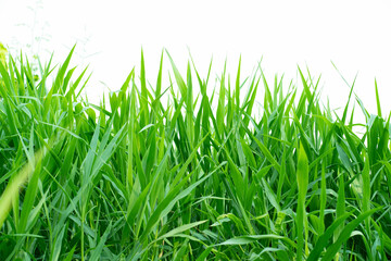 Obraz premium Isolated green grass on a white background