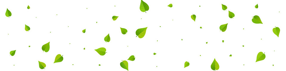 Fototapeta na wymiar Mint Leaves Forest Vector Panoramic White