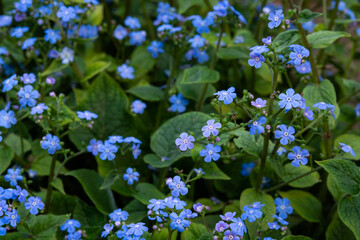 Flowers in garden, spring. Blooming small blue flowers.