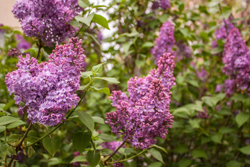 Fototapeta premium Spring branch of blossoming lilac