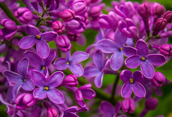 Close up of Lilac. Purple Lilac Flowers Background