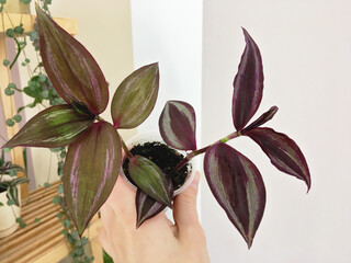 The mix of two Tradescantia Zebrina types in the woman's hand. Home planting concept, indoor or...