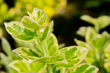 Green plant leaves