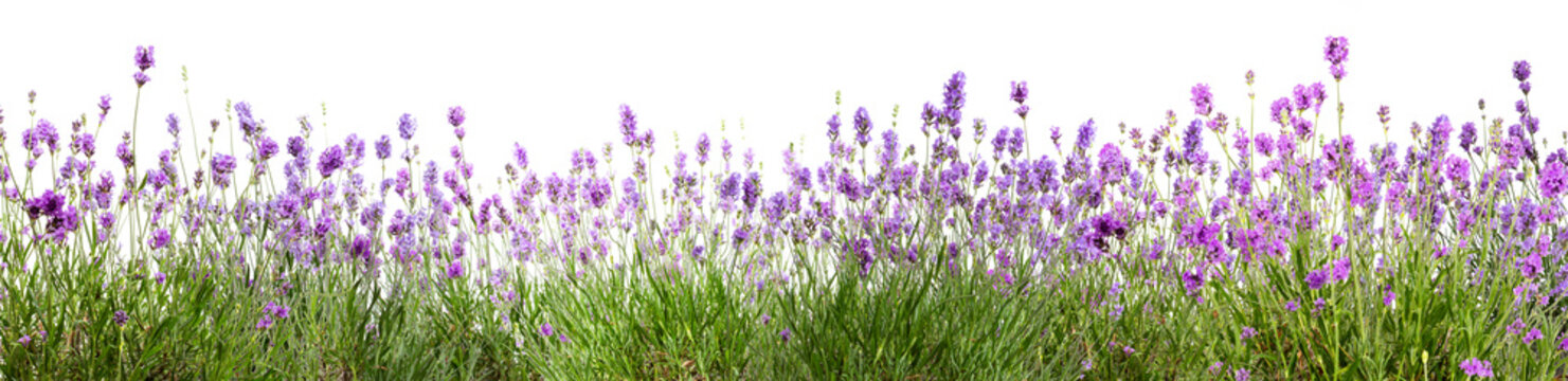 banni&egrave;re avec des fleurs de lavande sur fond blanc	
