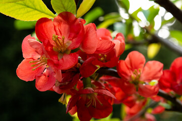 Chinese quince blossom in spring. Red Japanese quince blooms in springtime. Red flowers of Chaemnomeles superba Rowallane quince on blue sky.