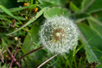 Closed Bud of a dandelion. Dandelion white flowers in green grass. High quality photo