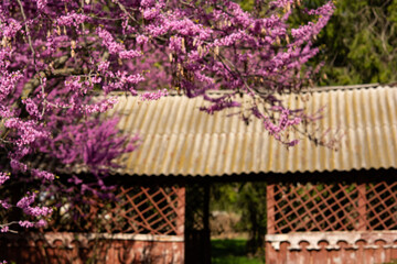 The empty picnic shelter and tables in the park on a spring day.