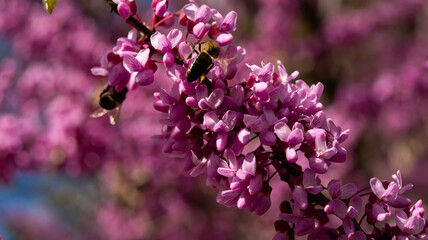 Spring Flowers. Purple Cercis Canadensis or Eastern Redbud Blossom