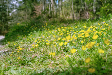 Waldboden mit gelben Blumen