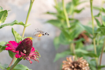 Close-up shot of a Colibri Moth (Macroglossum stellatarum) collecting nectar from flowers
