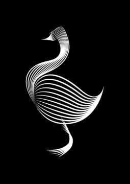 Cigno, papera, oca, anatra