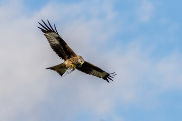 Red Kite (Milvus milvus)