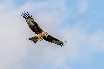 Red Kite (Milvus milvus)