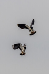 Lapwing (Vanellus vanellus)