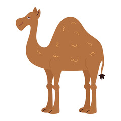 One-humped African camel. Dromedary Vector cartoon illustration in a naive flat style