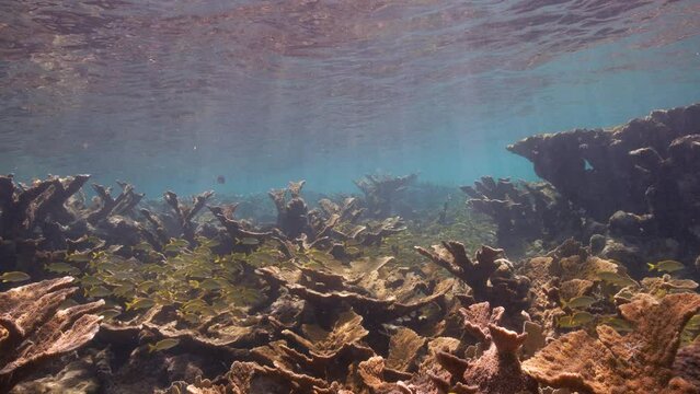 4K 120 fps Super Slow Motion: Seascape with various fish, Elkhorn coral, and sponge in the coral reef of the Caribbean Sea, Curacao