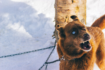Aggressive red dog with different eye colors, on a chain. Angry dog on a chain
