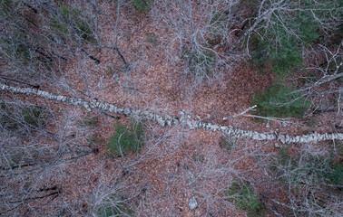 Massachusetts colonial stonewall 