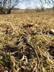 Common lizard on the ground among the grass in spring. Camouflage of a lizard in nature