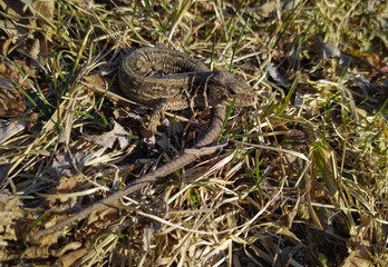 common lizard on the grass top view. reptile in the spring. natural camouflage