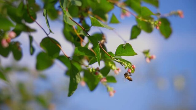 Slow motion capture of bee flying and landing on symphoricarpos albus flower