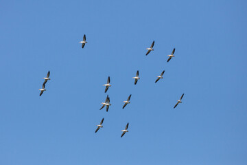 Flying White Pelicans