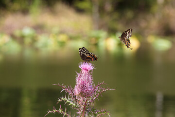 Two Palamedes Swallowtail Butterfly compete for space to forage on the nectar of a deep purple thistle bloom