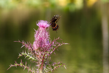 A single Palamedes Swallowtail Butterfly forages on the nectar of a deep purple thistle bloom