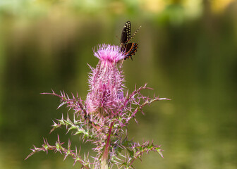 A single Palamedes Swallowtail Butterfly forages on the nectar of a deep purple thistle bloom
