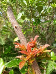 red and yellow flowers