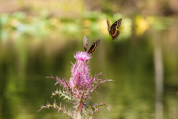 Three Palamedes Swallowtail Butterfly compete for space to forage on the nectar of a deep purple thistle bloom