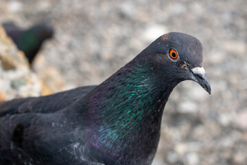 close up of a pigeon