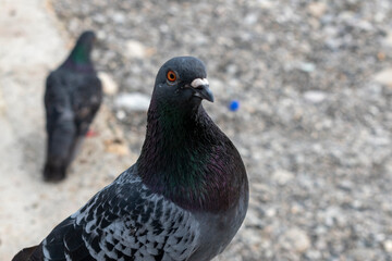 pigeons on the street