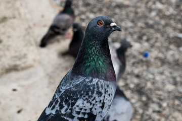 close up of a dove