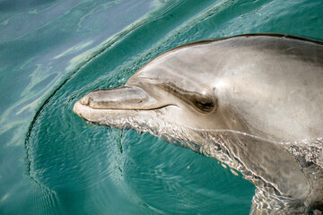close up of a dolphin