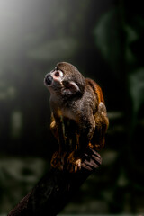 cute and exotic squirrel monkey from south america
