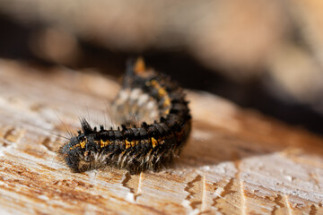 close up of caterpillar