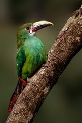 toucan tucaneta esmeralda, emerald toucanet