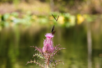 Two Palamedes Swallowtail Butterfly compete for space to forage on the nectar of a deep purple thistle bloom