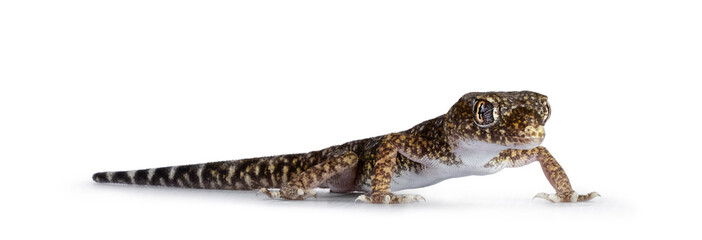 Dune gecko aka Stenodactylus petrii, standing side ways. isolated on a white background.