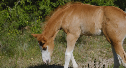 Naklejka na ściany i meble Young horse shows foal in spring Texas field closeup on farm.