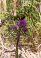 A single Palamedes Swallowtail Butterfly forages on the nectar of a deep purple thistle bloom