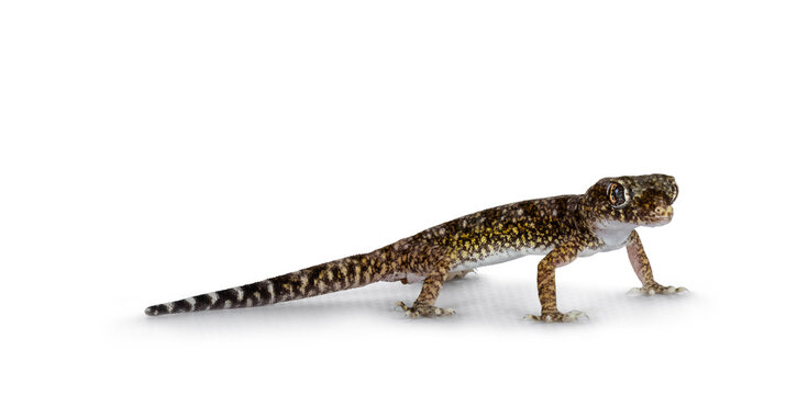 Dune gecko aka Stenodactylus petrii, standing side ways. isolated on a white background.