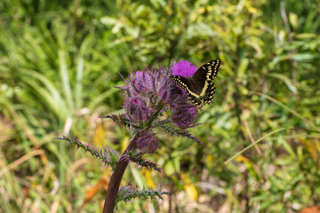 A single Palamedes Swallowtail Butterfly forages on the nectar of a deep purple thistle bloom